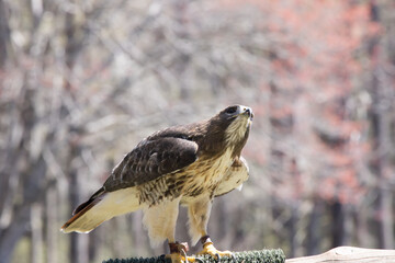 Red Tailed hawk perched outdoors