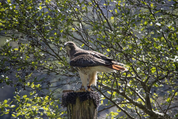 Red Tailed hawk perched outdoors