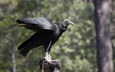 Black Vulture outdoors
