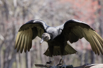 Black Vulture outdoors