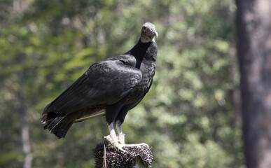 Black Vulture outdoors