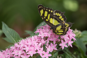 Yellow and Black butterfly on a pink flower