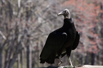 Black Vulture outdoors
