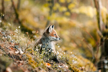 nice shotnice shot of a curious young fox Vulpes vulpes in the  of a curious young fox Vulpes vulpes in the middle of the sunny forest floor, Slovak wild nature, red fox, useful for magazines,slovakia