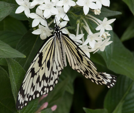 Black and white butterfly on a white flower