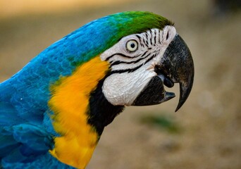 Closeup shot of a blue-and-yellow macaw