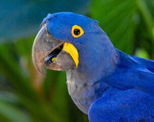 Closeup shot of a hyacinth macaw