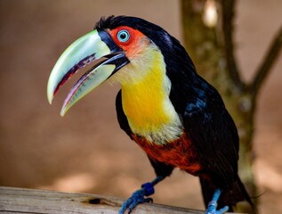 Closeup shot of a green-billed toucan