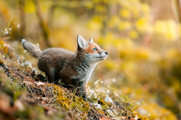nice shotnice shot of a curious young fox Vulpes vulpes in the  of a curious young fox Vulpes vulpes in the middle of the sunny forest floor, Slovak wild nature, red fox, useful for magazines,slovakia