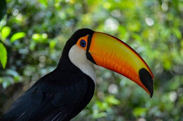 Closeup shot of a toco toucan perched on a branch