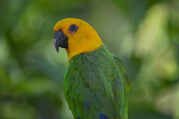 Closeup shot of a jandaya parakeet