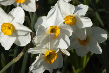 White and Yellow daffodils in the sunshine