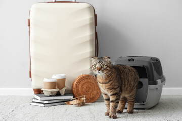 Scottish fold cat with carrier and travelling accessories near light wall