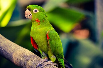 Closeup shot of a white-eyed parakeet perched on a branch
