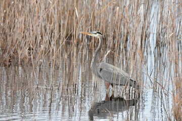 Closeup of a great blue heron (Ardea herodias) in a pond