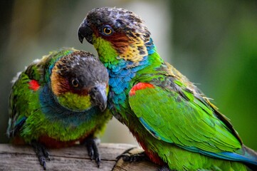 Closeup shot of two ochre-marked parakeets