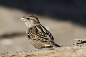 Brown sparrow perching on the ground