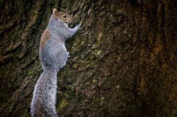 Closeup of a cute squirrel climbing on a tree trunk