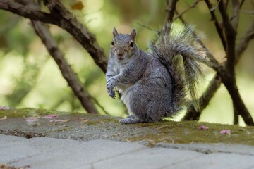 Squirrel standing on a stone in the forest