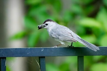 Close-up shot of a Gray catbird holding worm in its mouth perched on a fence on a blurred background