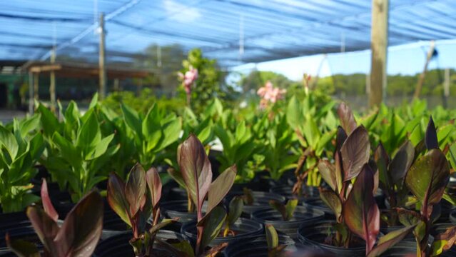 Beautiful view of plants in the greenhouse