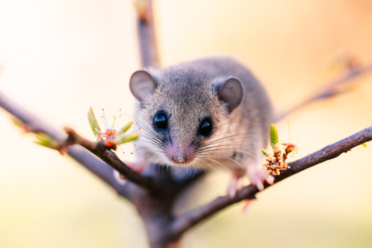 shot of a woodland dormouse on a tree with white flowers, dormouse with a gray coat, wild nature, very small squirrel,