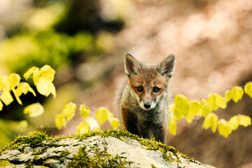 nice shot of a curious young fox Vulpes vulpes in the middle of the sunny forest floor, Slovak wild nature, red fox, useful for magazines,slovakia