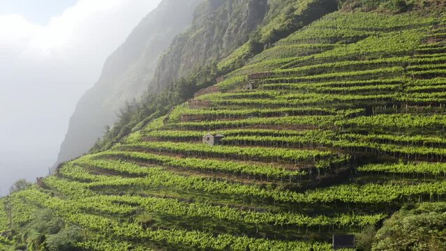 Aerial view of agricultural field with growing vineyard on mountain