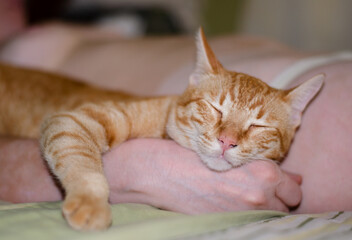 orange domestic cat sleeping on the hand of its owner. Relaxed cat at home, resting.