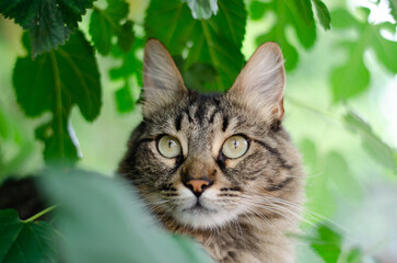 Naklejka na ściany i meble gray cat hiding in the top of a tree. portrait of gray cat with green eyes and long hair. domestic feline abroad