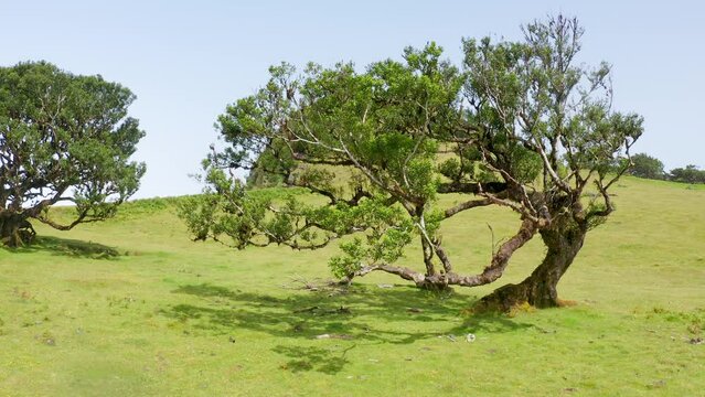 Drone shot of Ocotea foetens trees on a sunlit grass with a clear sky in the background