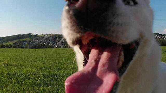 Wei&szlig;er sibirischer Husky Hund an der Leine mit Hundegeschirr, blauen Augen, offenem Mund geht im Gras einer l&auml;ndlichen Wiese unter blauem Himmel und Sonnenschein auf einem Bauernhof Gassi 4k