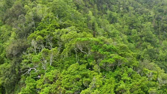Aerial view of lush laurel forest on Madeira Island, Portugal