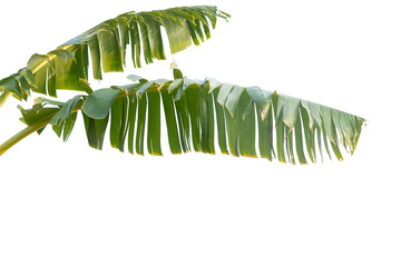 Fototapeta na wymiar Green Banana leaves on isolated white background.Plant leaf object element.