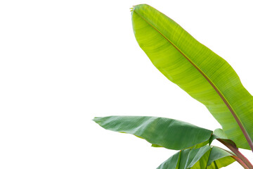 Green Banana leaves on isolated white background.Plant object clipping path.