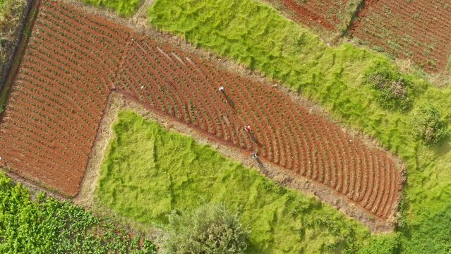 Drone footage of people working and cleaning the agricultural farm on Madeira Island