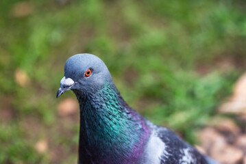 Naklejka premium Beautiful pigeon in a park, close up, macro photography