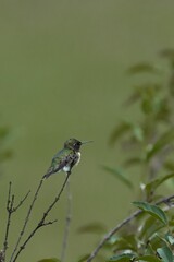 Vertical shot of a black-chinned hummingbird perched on a wooden stick.