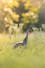 Vertical shot of a wild turkey in the field.