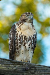 Vertical shot of a red-tailed hawk on a wood.