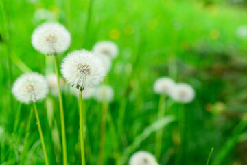 White dandelions on green blurred background