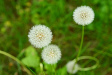 Beautiful white dandelions on blurred green background, closeup