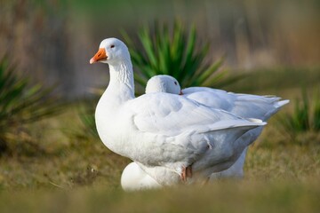 Closeup view of white domestic geese standing on the grass in daylight