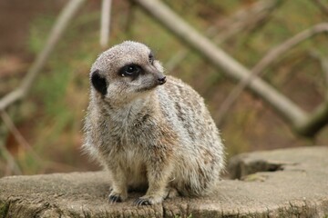 Cute Meerkat (Suricata suricatta) resting on a tree stump in a zoo cage on the blurred background