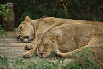 Female lions laying and sleeping in a zoo cage on the blurred background