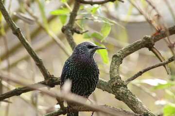 Common starling (Sturnus vulgaris) resting on a green tree on the blurred background in a zoo cage