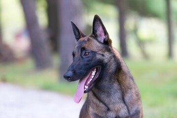 Selective focus shot of a brown german shepherd with its tongue out in a park