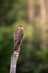 Vertical closeup of a common kestrel perched on a branch
