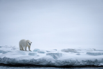 Fototapeta na wymiar Polar Bear Svalbard