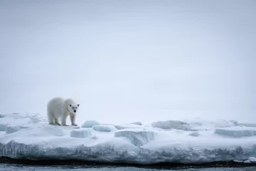Foto op geborsteld aluminium Toilet Polar Bear Svalbard